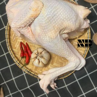 [ 1.4kg - 1.5kg ] Gà dai nguyên con ( Gà đẻ ) | Tươi | Thịt sạch | An toàn chất lượng giá sỉ