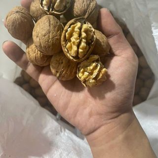 Óc Chó Vàng - Óc Chó Vàng