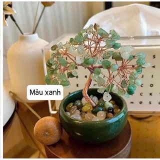 Cây PHÁT TÀI deco bàn làm việc , phòng lhacha , quầy thu ngân