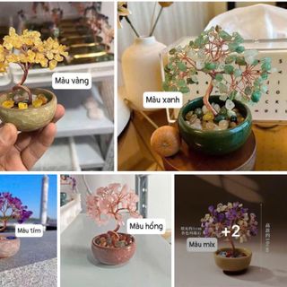 Cây PHÁT TÀI deco bàn làm việc , phòng lhacha , quầy thu ngân