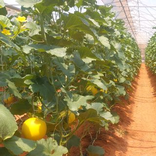 Nước dưa lưới DANNY GREEN tìm đối tác chiến lược