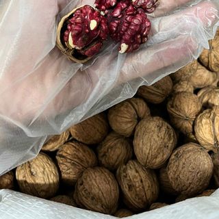 Hạt Óc Chó đỏ - Hạt Óc Chó đỏ