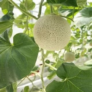 Nước dưa lưới hữu cơ có gaz vị nguyên bản