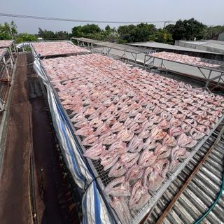 Khô Cá Lóc Đồng Non Xẻ 2 Nắng - Đặc Sản Châu Đốc - An Giang