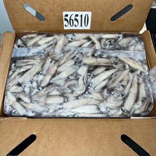 MỰC ỐNG NGUYÊN CON size 10/15 cm/con, 10kg/block ( 30-35 con/kg)