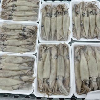 MỰC ỐNG NGUYÊN CON size 10/15 cm/con, 10kg/block ( 30-35 con/kg)