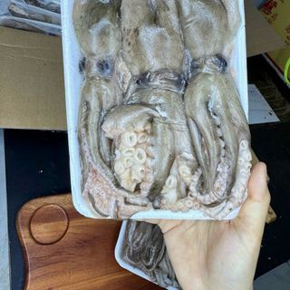BẠCH TUỘC 2 DA 2-4-7 CON/KG