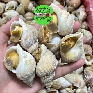 ỐC BULOT ĐỦ SIZE 10-20-30-50-80