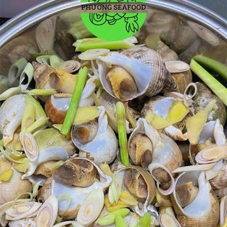 ỐC BULOT ĐỦ SIZE 10-20-30-50-80