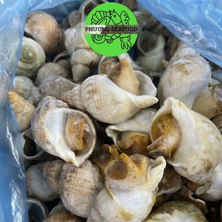 ỐC BULOT ĐỦ SIZE 10-20-30-50-80
