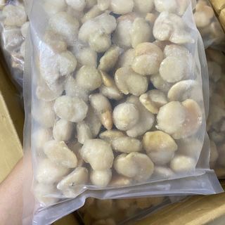 CÒI SÒ ĐIỆP NHẬT CÓ TRỨNG