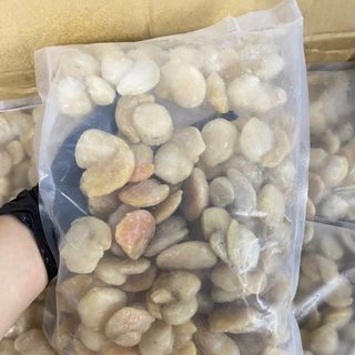 CÒI SÒ ĐIỆP NHẬT CÓ TRỨNG