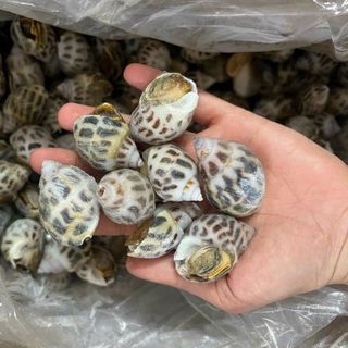 ỐC HƯƠNG ĐỦ SIZE