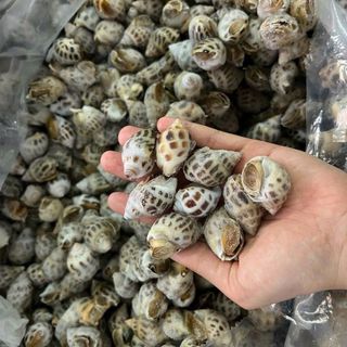 ỐC HƯƠNG ĐỦ SIZE