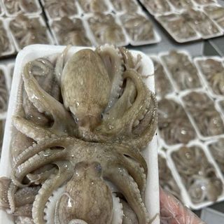 BẠCH TUỘC 2 DA 2-4-7 CON/KG