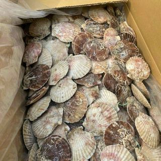 SÒ ĐIỆP NHẬT NGUYÊN CON