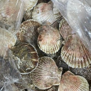 SÒ ĐIỆP NHẬT NGUYÊN CON