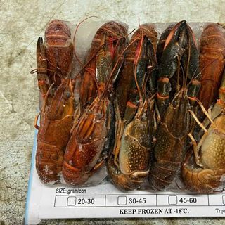 TÔM HÙM ĐẤT