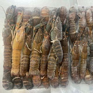 TÔM HÙM ĐẤT