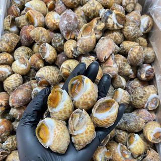ỐC HƯƠNG QUẾ (INDO, ẤN ĐỘ)