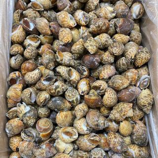 ỐC HƯƠNG QUẾ (INDO, ẤN ĐỘ)