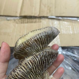 ỐC GIÁC TÁCH VỎ