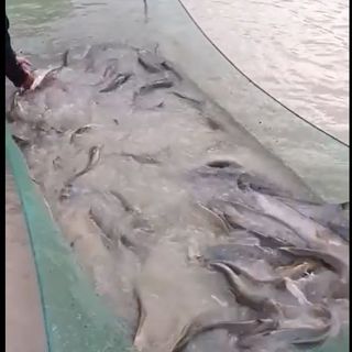 Cá leo tươi sống