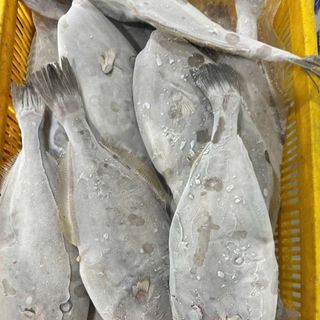 CÁ BÒ DA
