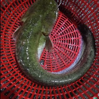 Cá leo tươi sống