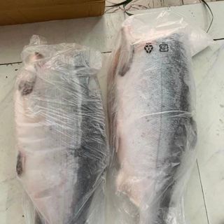 CÁ HỒI NGUYÊN CON