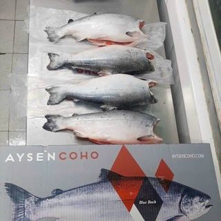 CÁ HỒI NGUYÊN CON