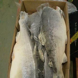 CÁ HỒI NGUYÊN CON