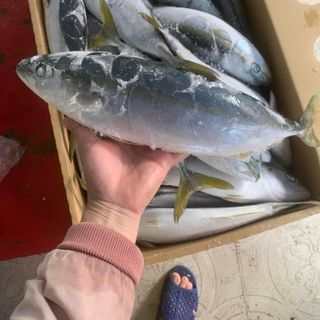 CÁ CAM NHẬT