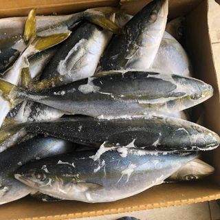 CÁ CAM NHẬT
