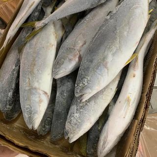 CÁ CAM NHẬT