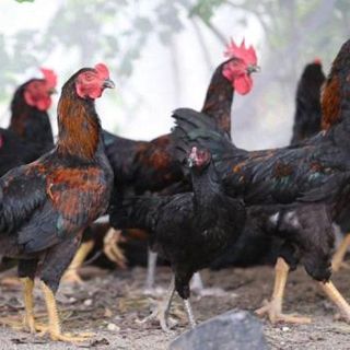 Gà nòi sống nguyên con giá sỉ