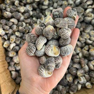ỐC BÔNG