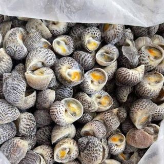ỐC BÔNG
