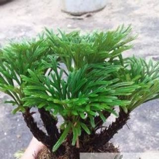 cỏ trường sinh thảo khô