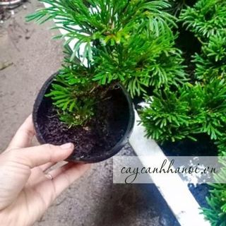cỏ trường sinh thảo khô