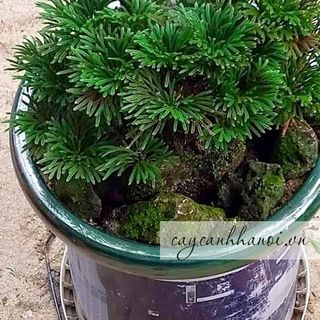 cỏ trường sinh thảo khô