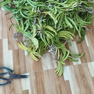 Hoa lan hải yến