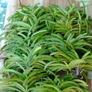 Hoa lan hải yến