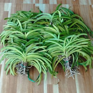 Hoa lan hải yến