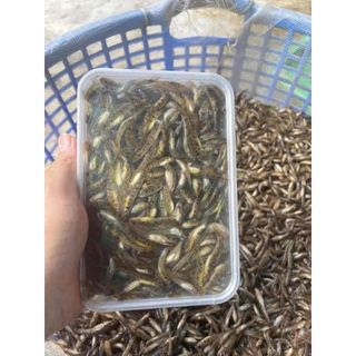 Cá bóng sông đà hộp 500gam (hỏa tốc tphcm)