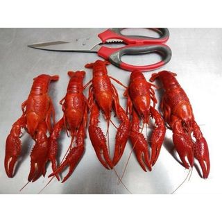 Tôm hùm đất/ tôm Crawfish nhập khẩu bịch 2.5kg(giao HỎA TỐC)