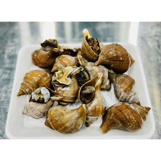 ỐC NHẬP KHẨU CHO THỊ TRƯỜNG 🐌 ỐC XOẮN NHẬT▪️SIZE : 10-15 con/ kg(hỏa tốc hcm)