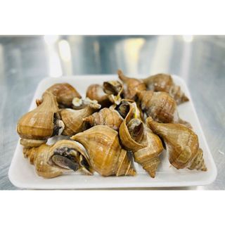 ỐC NHẬP KHẨU CHO THỊ TRƯỜNG 🐌 ỐC XOẮN NHẬT▪️SIZE : 10-15 con/ kg(hỏa tốc hcm)