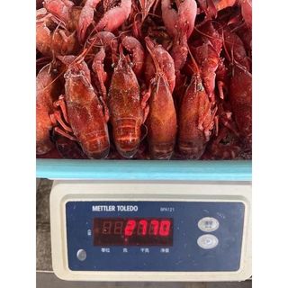 Tôm hùm đất/ tôm Crawfish nhập khẩu bịch 2.5kg (giao hỏa tốc TPHCM)