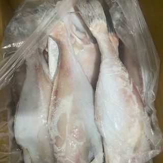 CÁ BÒ DA LÀM SẠCH SIZE 800/1200G